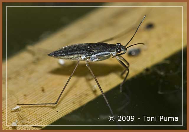 Gerridae: Gerris sp. del Ragusano